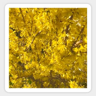 Forsythia Closeup Sticker